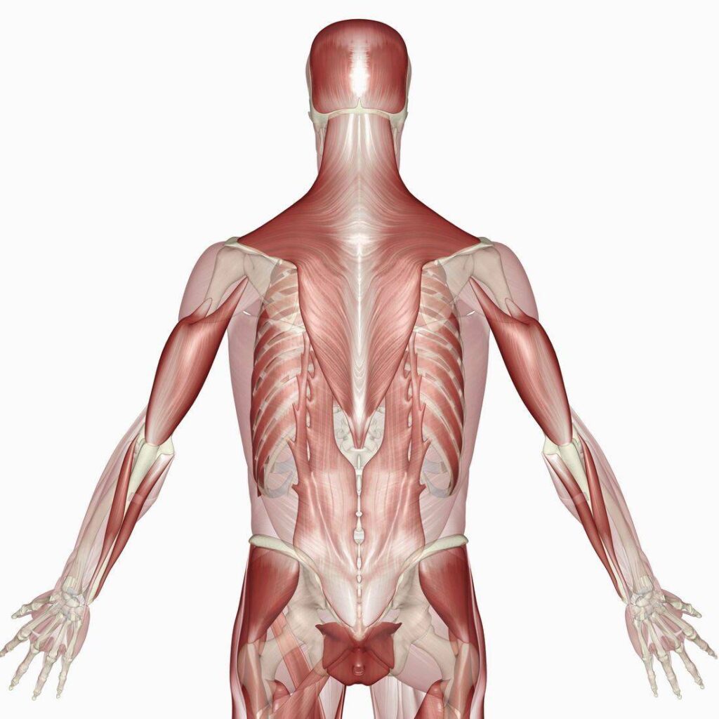 back muscle